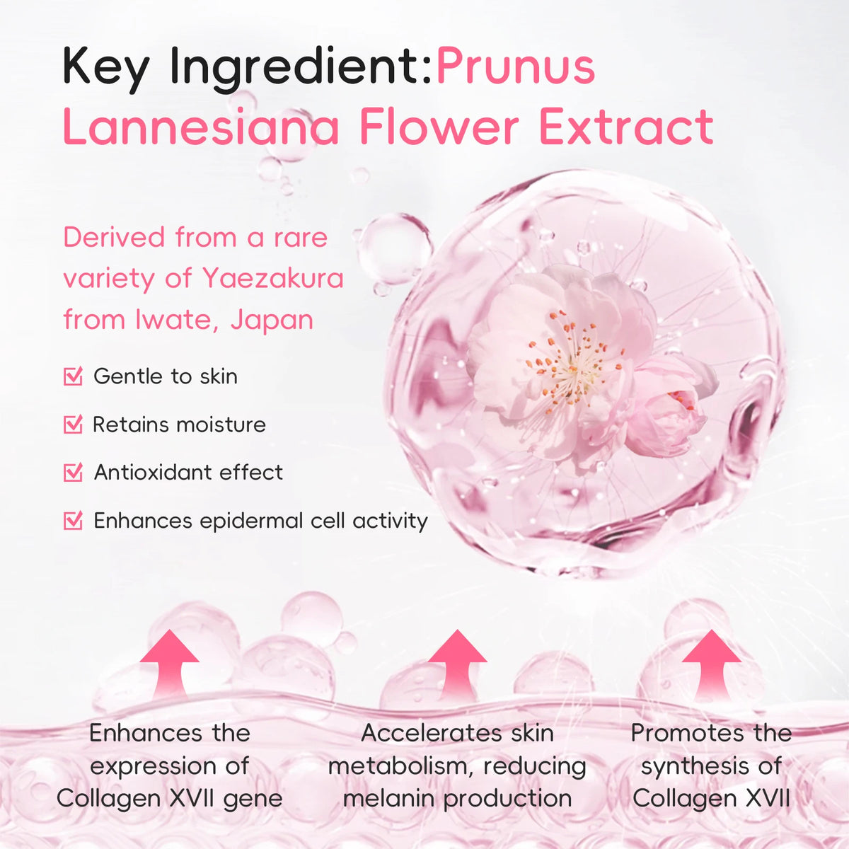 LAIKOU Japan Sakura Day & Night Cream Set 30g*2 Day Hydrating Night Repair Radiant Skin Care Kit